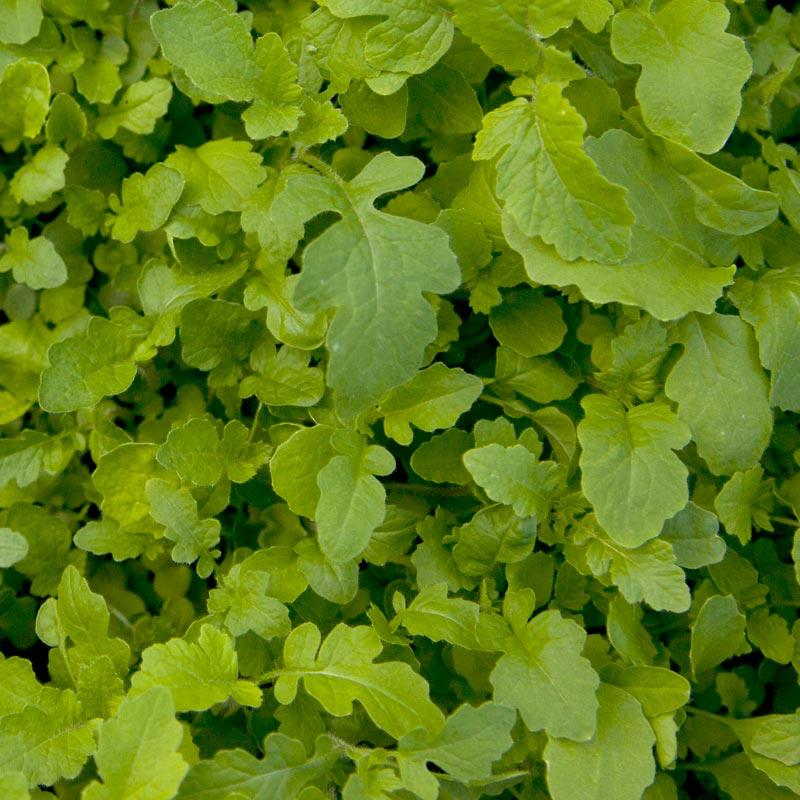 planting mustard seed cover crop Mustard Cover Crop Mix