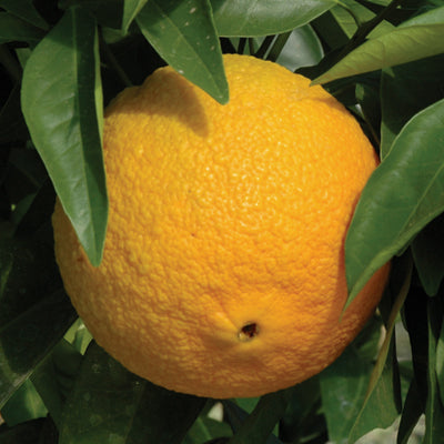 'Washington Navel Orange' Citrus sinensis NN
