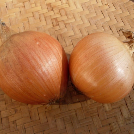 Allium cepa 'Newburg' (Onion) Seed AS