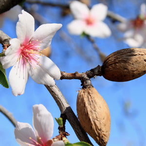 Almond 'Nikita's Pride' (Prunus dulcis) SN