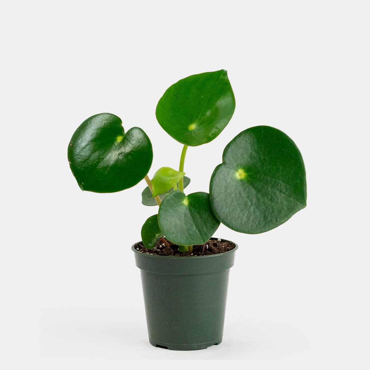 The leaves of this Peperomia are concave and heart shaped. They are vibrant green with a bright green spot at the base. 
