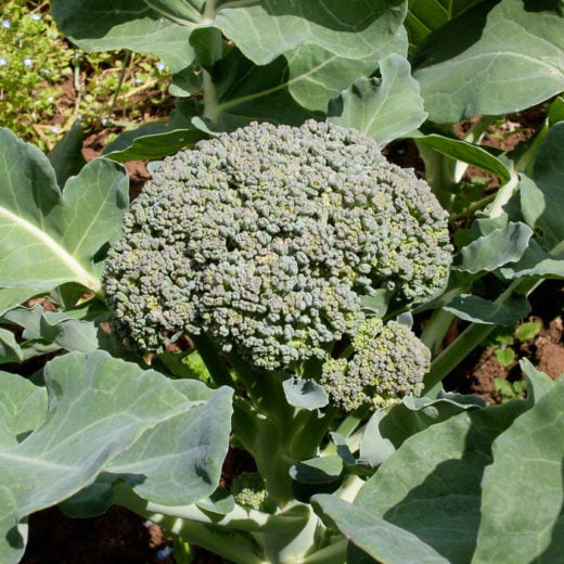Broccoli 'Nutribud' (Brassica oleracea) - Seed AS