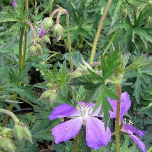 The leaves of the Oregon Geranium are green with red tints. They have pointed edges. There are several buds and 2 blooming flowers visible. Flowers are purple with white centers and stamens. 
