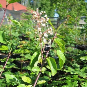 A blooming Oregon Tea Tree plant. It has a brown stem with oval, green leaves spaced throughout. At the top of the plant, one offshoot has a dozen very small white flowers.