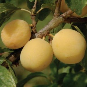 Plum 'Oullins' (Prunus x domestica)