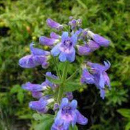 A green stemmed plant with large purple and blue flowers, which are long and slightly bell-shaped.