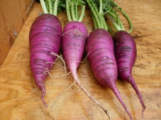 Radish 'Blauer Winter' (Raphanus sativus) - Seed AS
