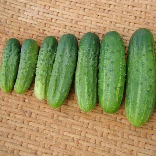 Cucumber, Pickling 'Addis Pickle' (Cucumis sativus) - Seed AS - SymbiOp ...