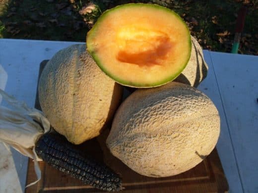 Melon 'Oregon Delicious' (Cucumis melo) - Seed AS