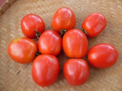 Solanum lycopersicum 'Saucey' (Tomato) Seed AS