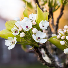 pacific-crabapple-0_240x.jpg?v