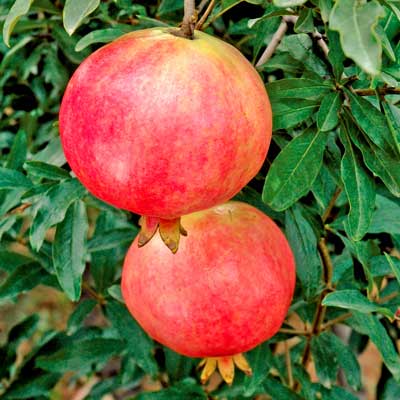 Pomegranate 'Parfianka' (Punica granatum)
