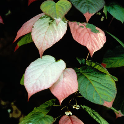 Kiwi Arctic Beauty (MALE) 'Pasha' TM (Actinidia kolomikta