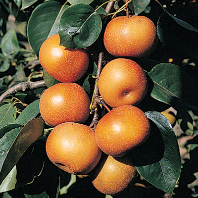 Chojuro Asian Pear Tree (Pyrus pyrifolia) NN