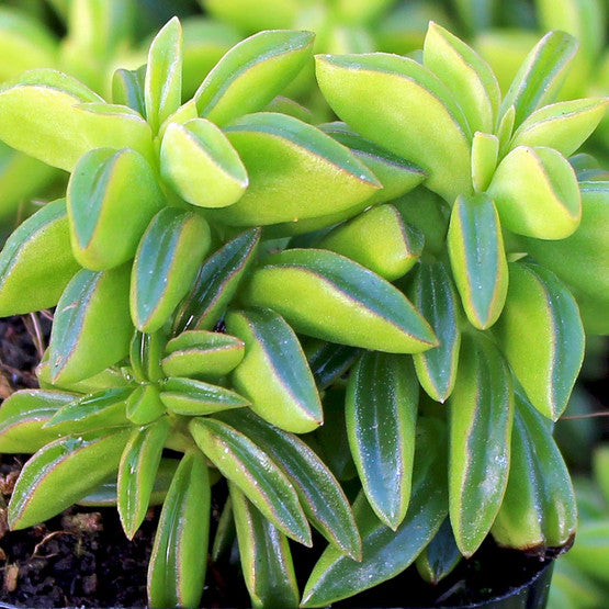 Peperomia axillaris (Taco Plant)