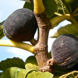 Fig 'Petite Negra' (Ficus carica)