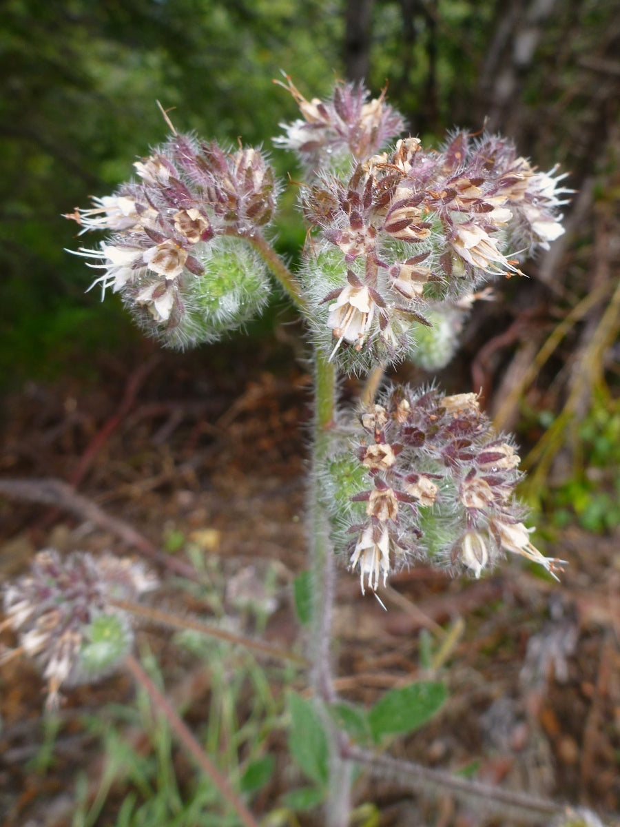 Oregon Phacelia (Phacelia nemoralis) - 100 seeds SA