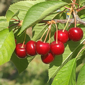 Cherry 'Northstar Pie Cherry' (Prunus cerasus)