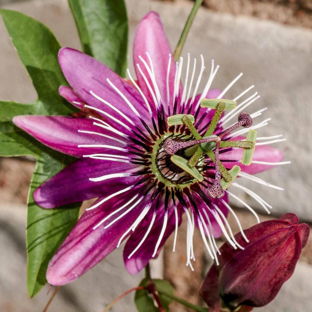 Passionflower 'Pinkpop' (Passiflora incarnata)