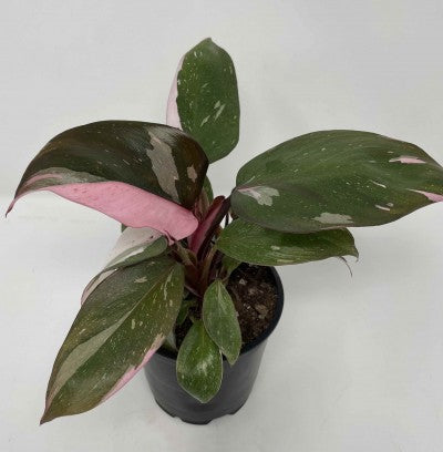 A plant with long, flat green leaves with pink spots and stripes. It is growing from a black planter