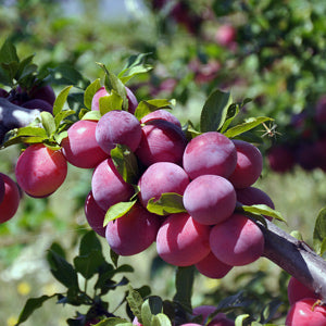 Plum 'Methley' (Prunus x domestica)