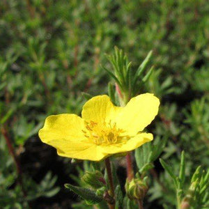 A rosemary-like plant with a bright yellow flower that resembles a wildlflower growing from the top of a branch. The leaves are very thin.