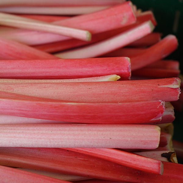 Crimson Red Rhubarb Crown - SymbiOp Garden Shop