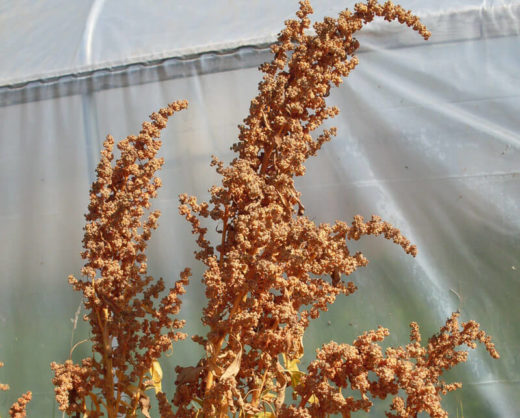 Chenopodium quinoa 'Dave 407' (Quinoa) Seed AS