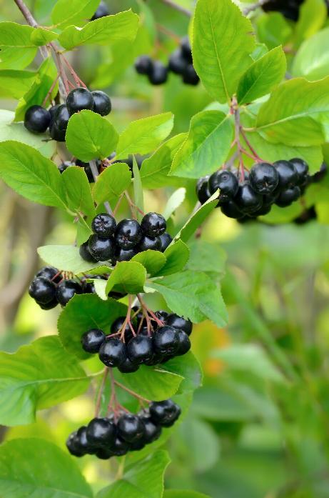 Chokecherry 'Viking' (Aronia melanocarpa)  TL