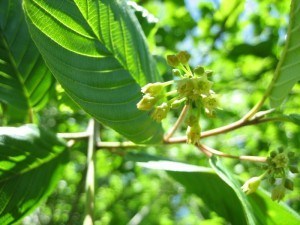 A close-up of Cascara Buckthorn flowers and leaves. The leaves are bright green and oval shaped. The flowers are in small clusters of yellow, almost white.