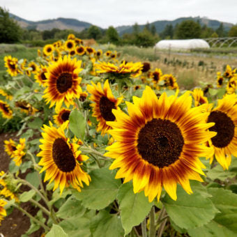 Sunflower 'Ring of Fire' (Helianthus annus) - Seed AS