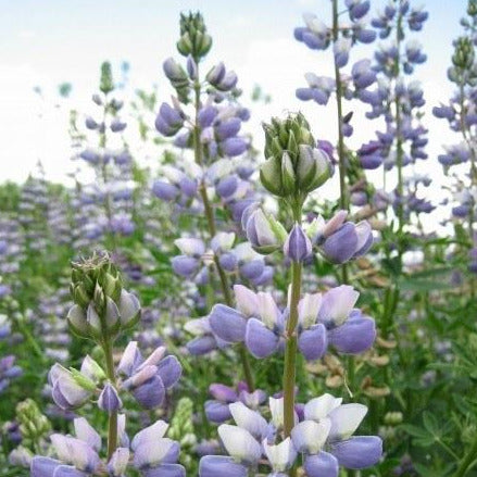 A patch of blooming riverbank lupines. They have beautiful, pea-like white and purple flowers clustered along each stem.