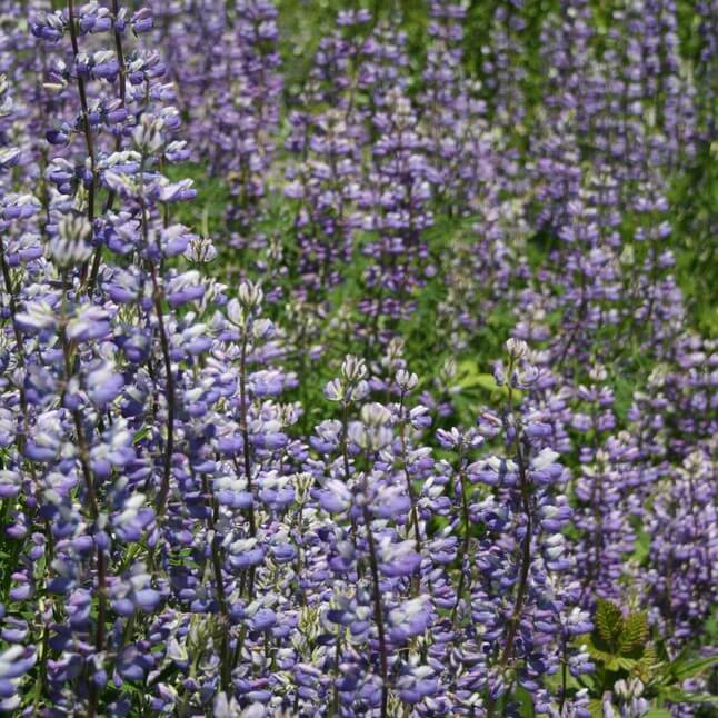 A field of river lupines. They have long dark-colored stalks with purple and white flowers spaced throughout.