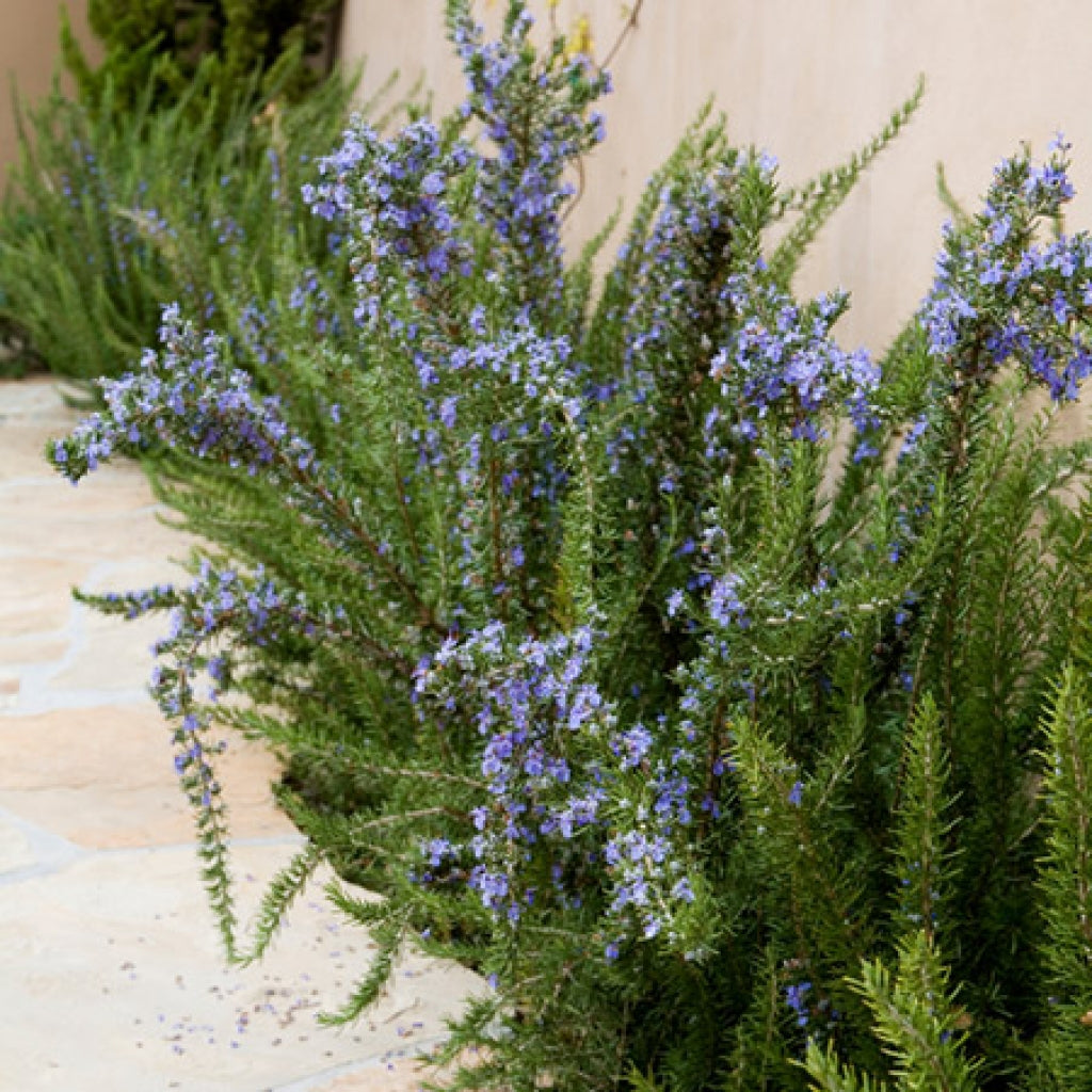 barbecue succulent Rosemary 'Barbeque' (Rosemarinus officinalis)