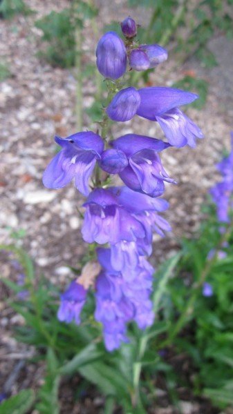 Penstemon strictus (Rocky Mountain Penstemon)