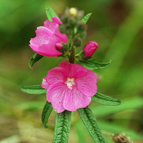 Sidalcea malviflora ssp. virgata (Rose Checkermallow)