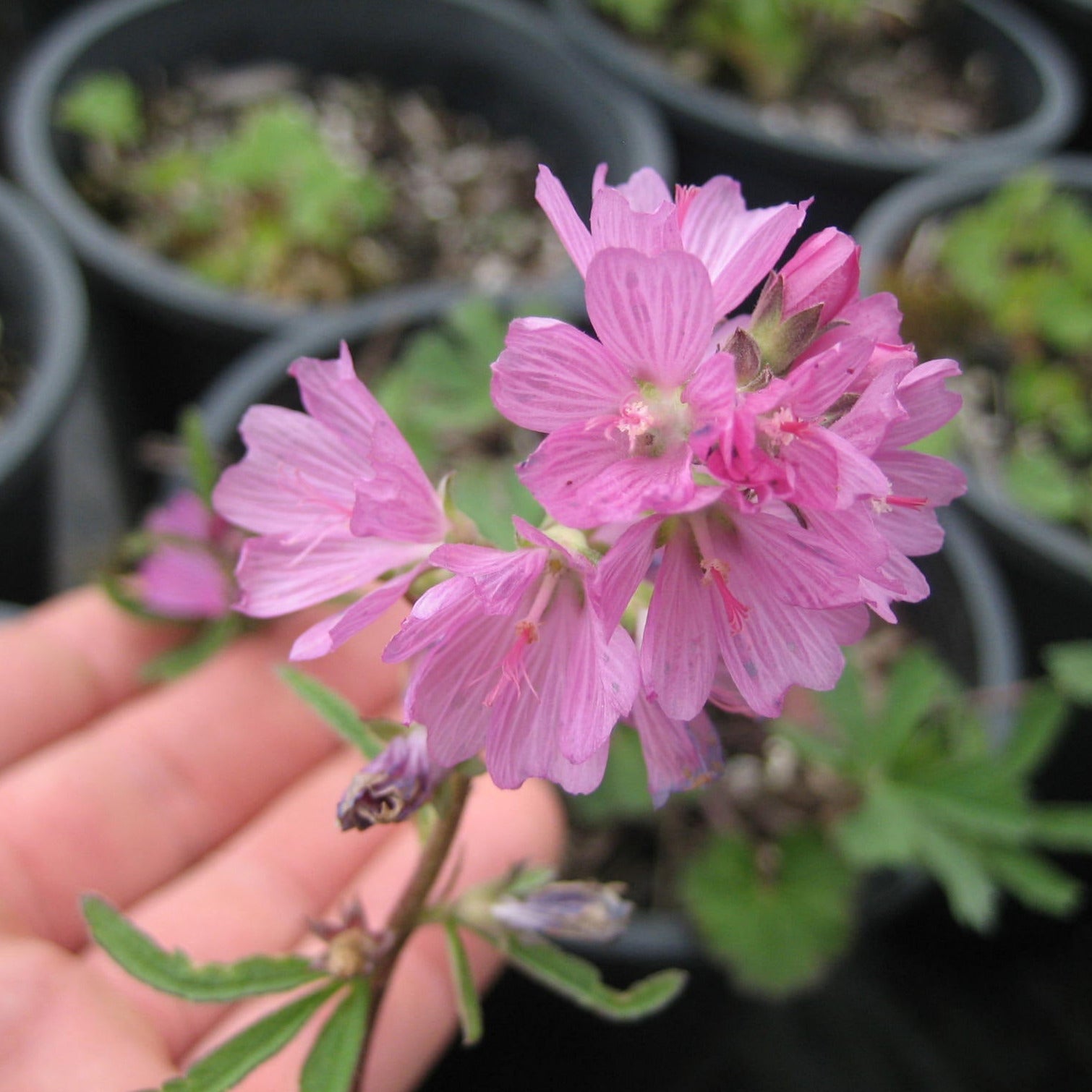 A hand holding up a cluster of light pink flowers. They have thin, paper-like petals.