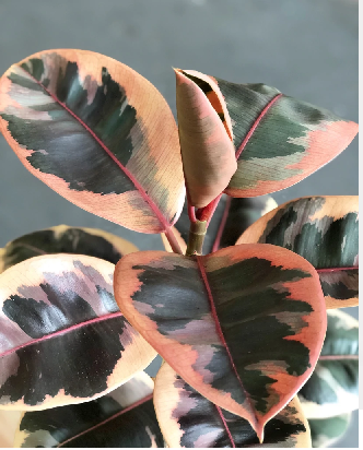 Ficus elastica 'Ruby' (Variegated Rubber Tree)