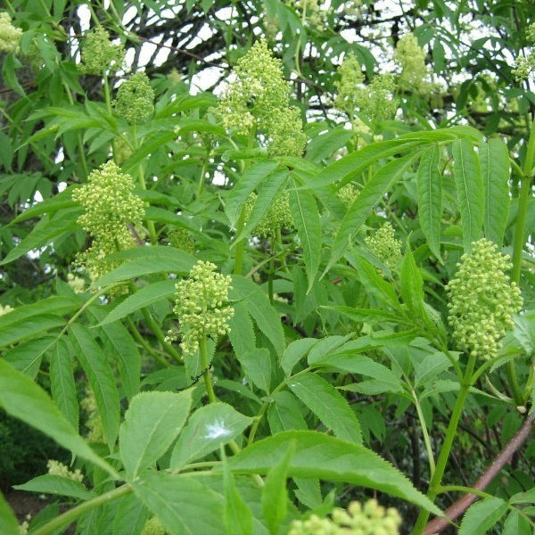 A green plant with long, oval leaves. There are small white-green blossoms throughout the plant.