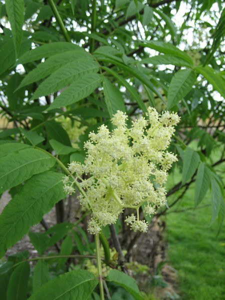 Clusters of small white blossoms with green leaves in the background.
