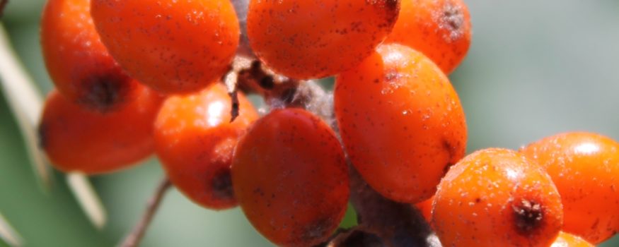 Amber Dawn Seaberry (Hippophae rhamnoides) NN