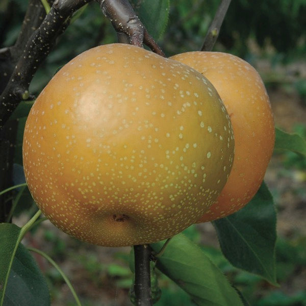 Pear Asian 'Shinko' (Pyrus pyrifolia)