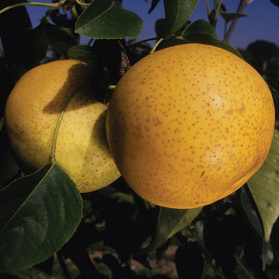 Pear Asian 'Shinseki' (Pyrus serotina)