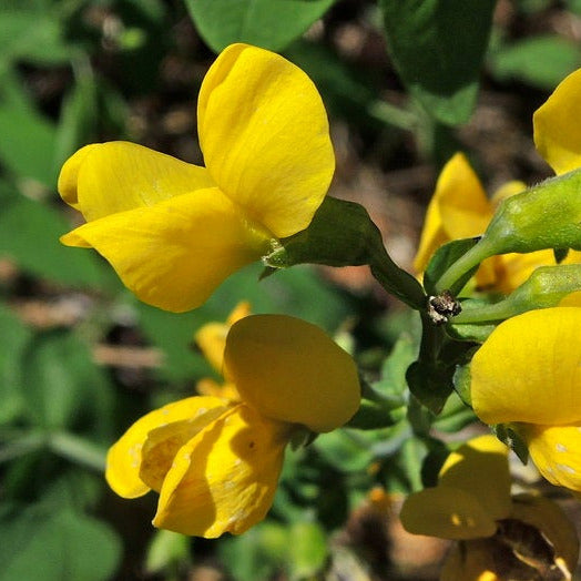 Flowers strongly resembling pea-flowers, except bright yellow. The green stem can be seen below.