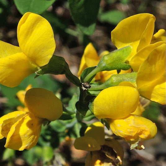 Bright yellow flowers that resemble pea flowers are clustered on a single green stem. The stem is long and has green leaves near the very bottom.