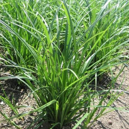 Carex obnupta (Slough Sedge) - SymbiOp Garden Shop