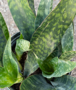 Sansevieria 'Jaboa' (Snake Plant)