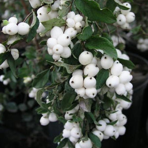 Clusters of white berries and small, oval green leaves.