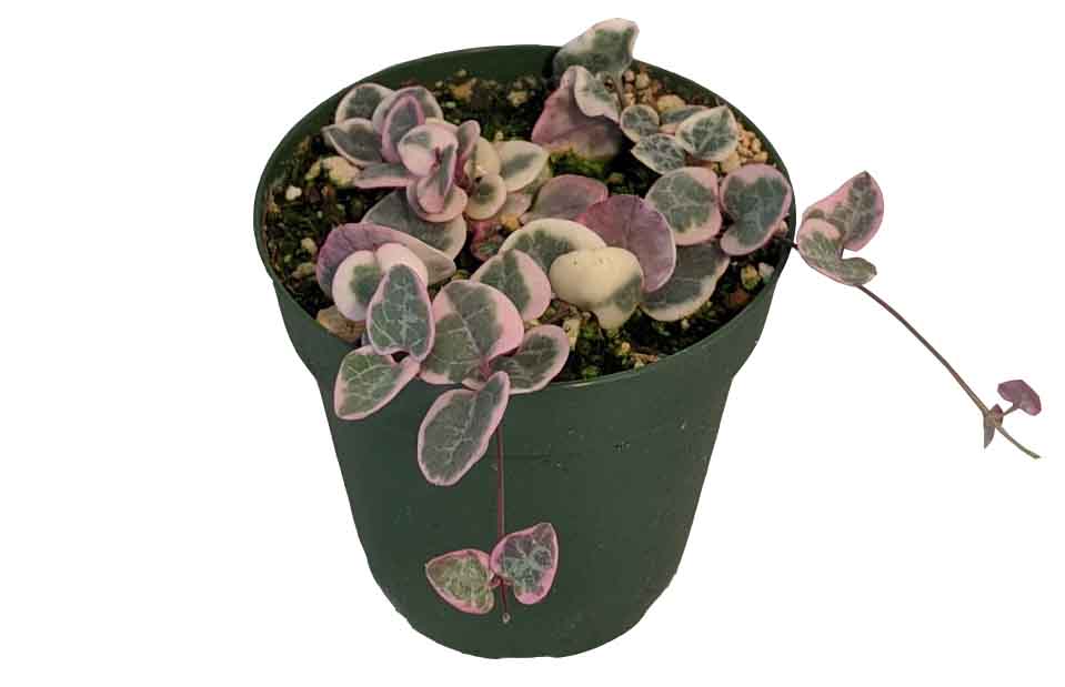 The heart-shaped, fleshy, gray-green foliage has an eye-catching marbled pattern and the thin, string-like vines have a distinctive purple shade. 
