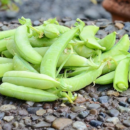 Pisum sativum 'Sugar Ann' (Peas, Snap) - Seed TS